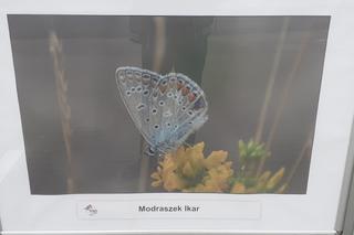 Wystawa zdjęć motyli i ciem w iławskiej Galerii Jazzowej