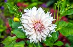 Dalia