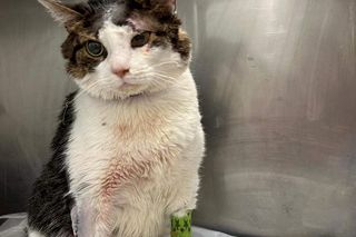 Obciął kotu język, bo zjadł plasterek boczku 