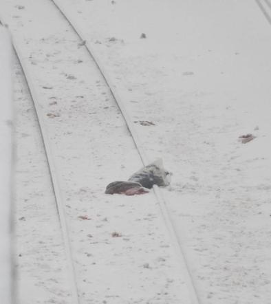 Tragedia na torach