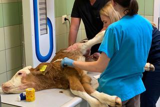 Cielak Pawełek musi nauczyć się chodzić [ZDJĘCIA