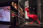 2 ZDJĘCIA z wystawy BODY WORLDS & The Cycle of Life w Łodzi