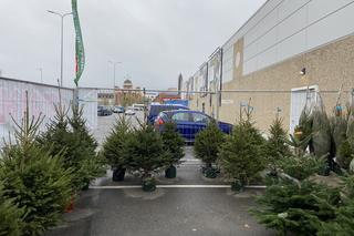 Choinki w Szczecinie