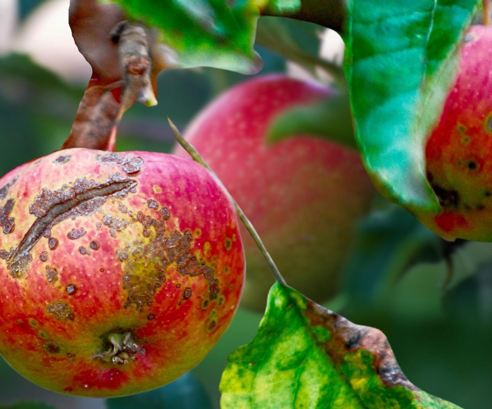 Sposób na zarazę jabłoni