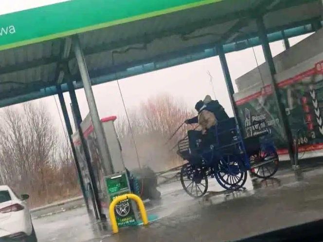 Szok w Makowie Mazowieckim! Umyli konia myjką ciśnieniową