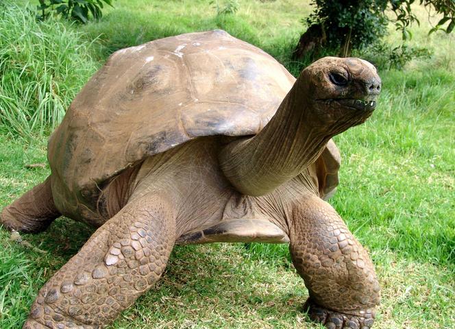 Czy żółw bez skorupy jest nagi, czy bezdomny? 