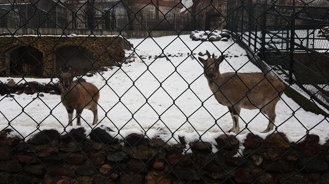 ZOO Toruń zaprasza!