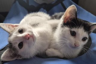 Bezdomne koty z Leszna