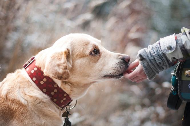 Wracają wizyty adopcyjne w  schronisku dla zwierząt