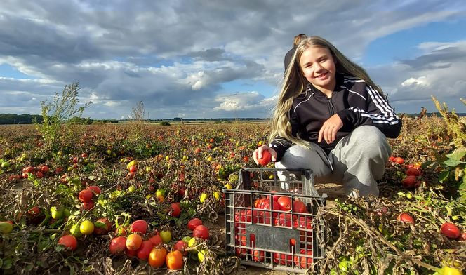 Samozbiory pomidorów na plantacji w Niewirkowie cieszą się powodzeniem