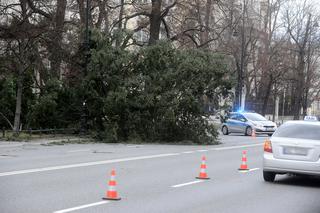 Warszawa: Al Ujazdowskie, potężne drzewo spadło na autobus i zablokowało ulicę