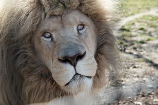 Międzynarodowy Dzień Lwa 2025