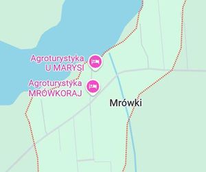 Mrówki