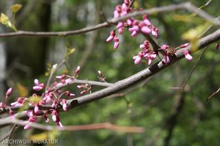 Judaszowiec południowy = judaszowiec wschodni - Cercis siliquastrum