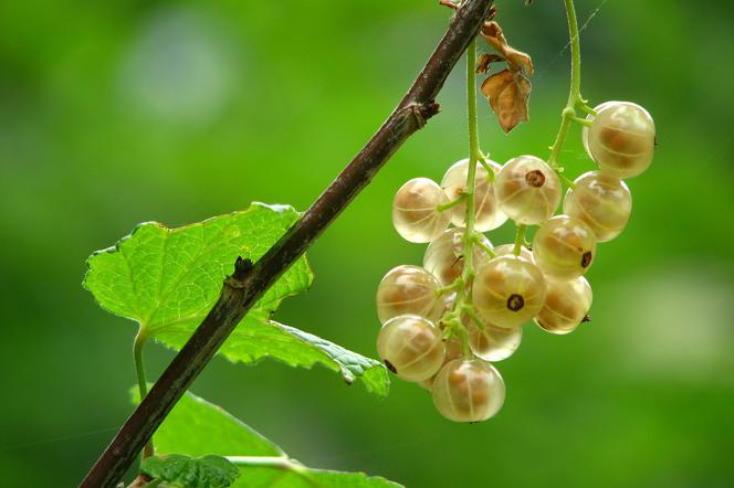 Wino z białych porzeczek: przepis na domowe wino