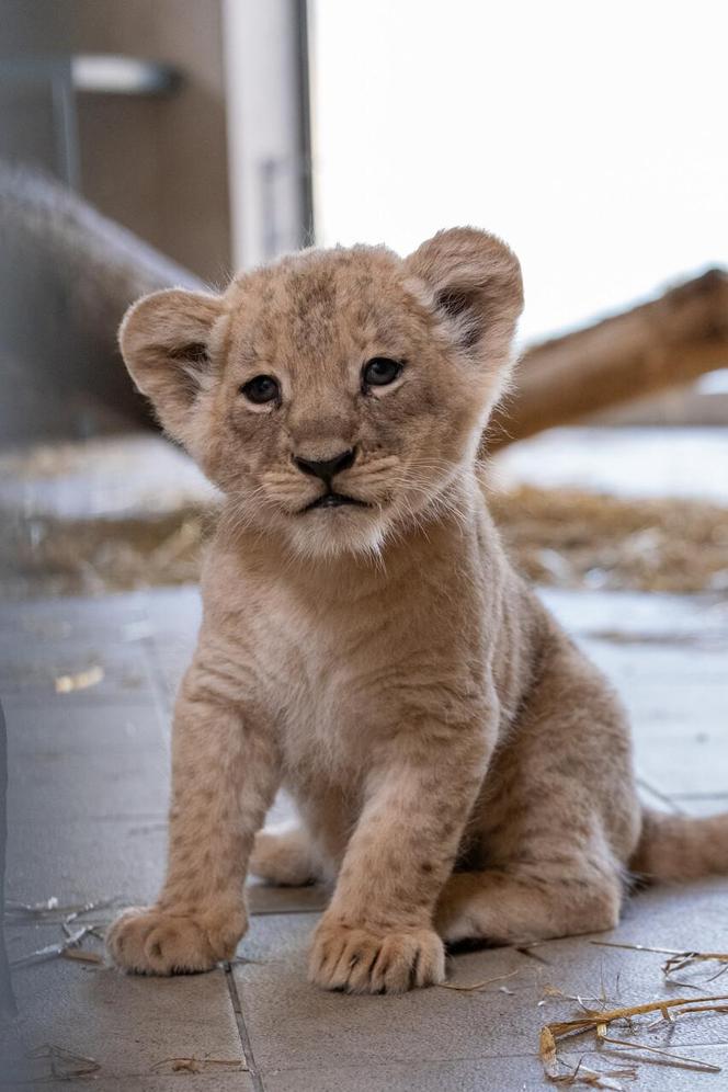 W Śląskim Ogrodzie Zoologicznym przyszły na świat cztery lwiątka! 