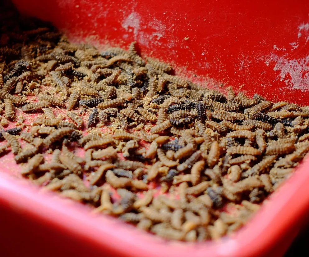 Sproszkowane robaki w jedzeniu. W jakich produktach spożywczych je znajdziesz? Bardzo łatwo to sprawdzić