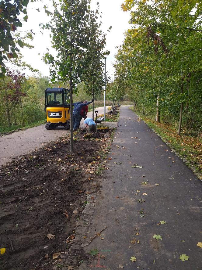 Nowe drzewa nad jeziorem Długim. Dlaczego stare zostały usunięte? [FOTO]