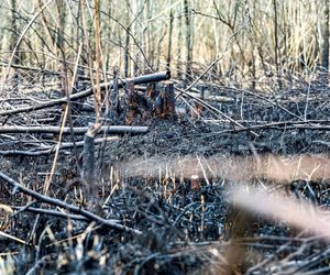 Pożar trzcinowiska nad jeziorem Dargin. Dwóch mężczyzn z zarzutami! Makabra na Mazurach