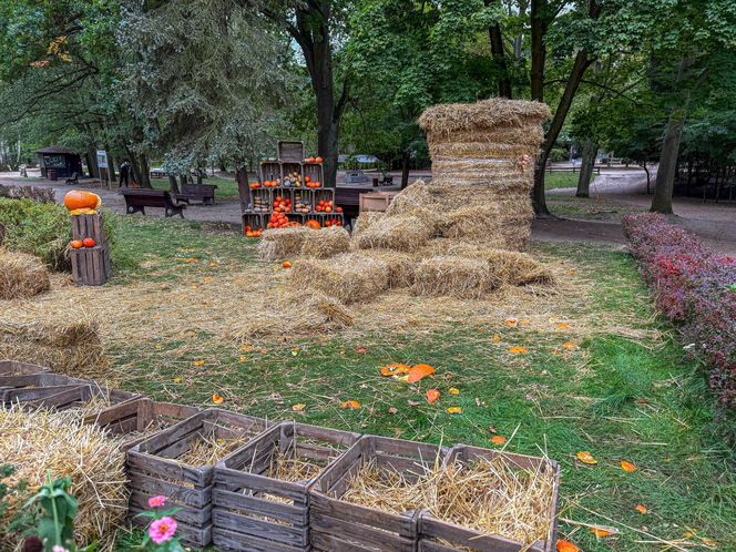Ktoś zniszczył wystawę z dyni w Powsinie