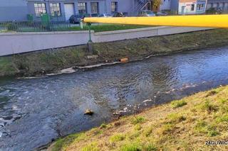 Różowa piana na rzece Kłodnicy w Gliwicach