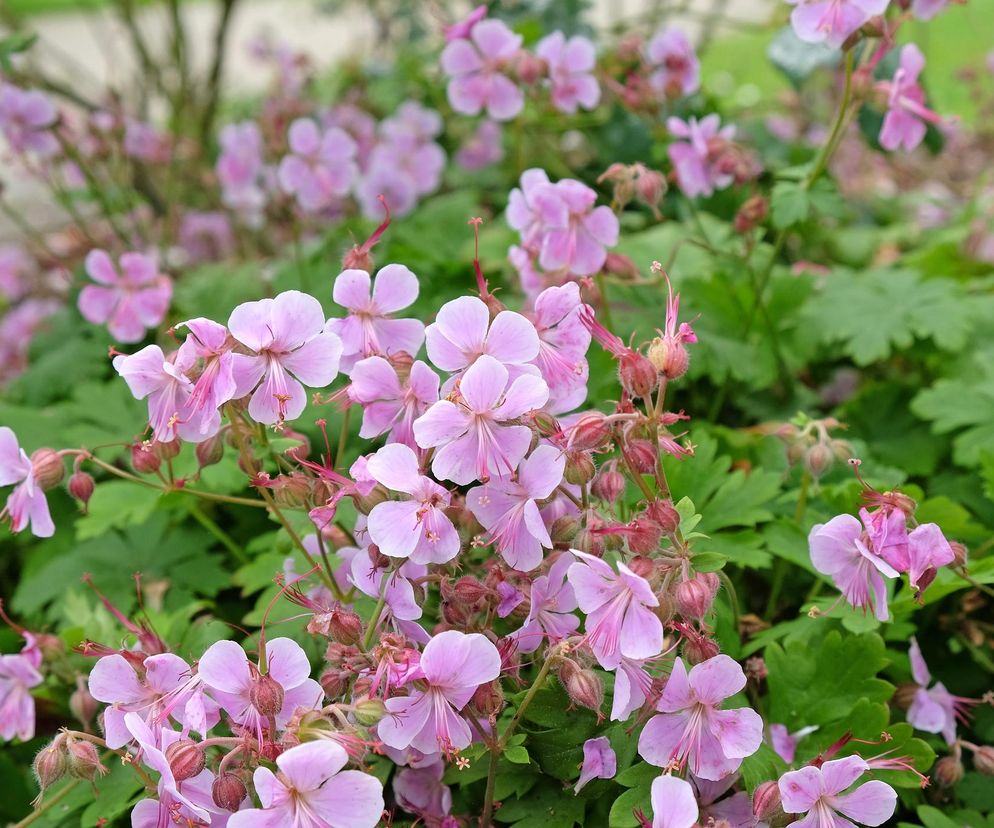 Pelargonia pachnąca 