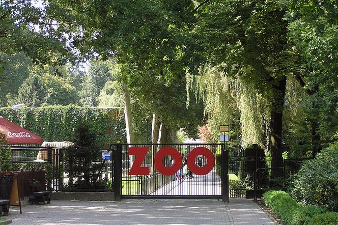 Od czwartku krakowski ogród zoologiczny otwarty dla zwiedzających