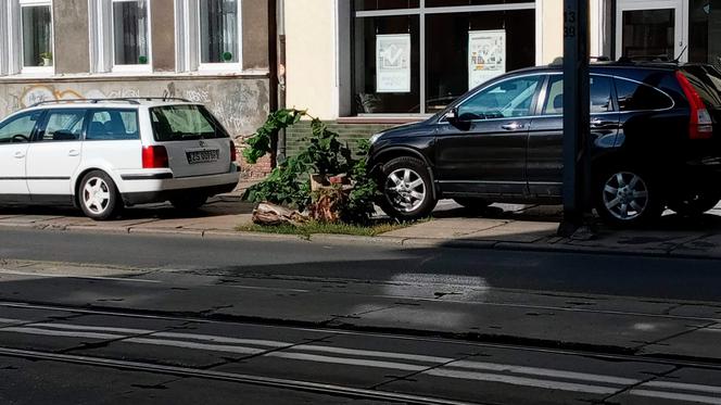 Wycięte drzewa w centrum Szczecina nagle odżyły