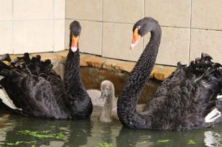 Maluszki w warszawskim ZOO