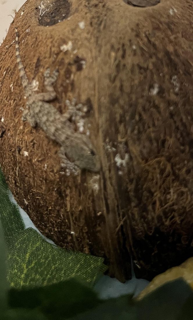 W opakowaniu rukoli znaleziono żywego gekona