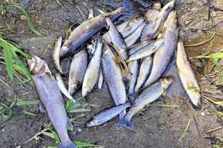 Kilkaset śniętych ryb w rzekach Małopolski. Pływa w nich papier i podpaski. Czeka nas druga Odra?