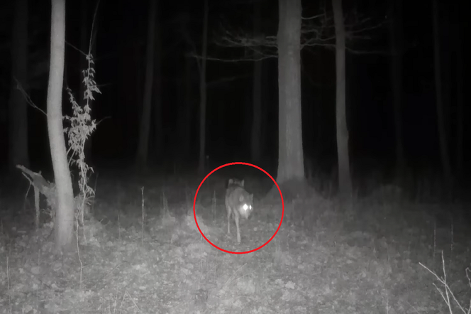 Wilk bez jednej łapy przetrwał, dzięki watasze. Niezwykłe nagranie z lasu pod Częstochową