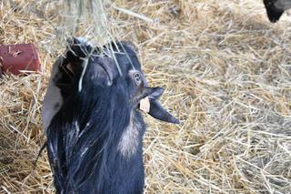 Przed wejściem do Śląskiego ZOO rozbłysła choinka. Jest też żywa szopka 