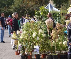 Jesienny Kiermasz Ogrodniczy 2023. Tłumy przy bydgoskim Torbydzie [ZDJĘCIA]