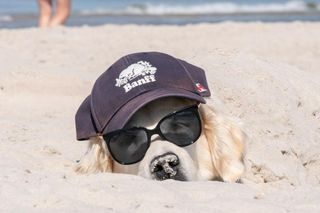 Zakaz psów na plażach? W tym mieście pospacerujesz z pupilem po złotym piasku latem