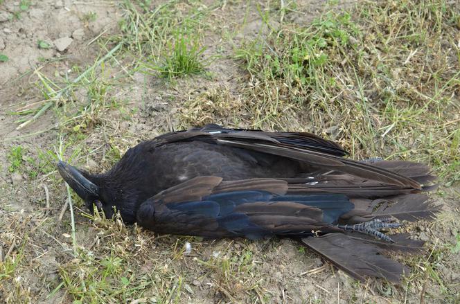 Ktoś ROZRZUCIŁ mięso, aby OTRUĆ ptaki?! Pole ŚMIERCI koło Krotoszyna