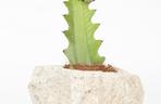 Wilczomlecz mleczny 'Cristata'