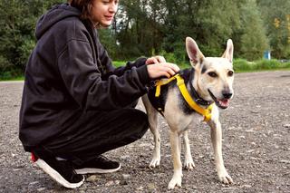Psa ze schroniska można zabrać na spacer. Potrzebni są wolontariusze!