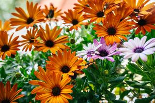 Osteospermum