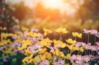 W marcu dopiero pod koniec miesiąca możemy zacząć wysiew roślin