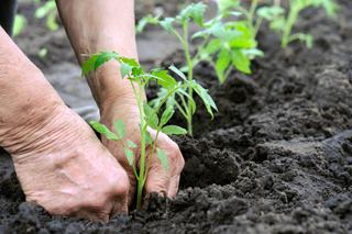 Sadzenie pomidorów do gruntu - kiedy i jak sadzić pomidory w ogrodzie?