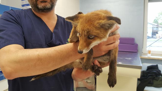 Mała lisica trafiła do lecznicy Macieja Serwina 