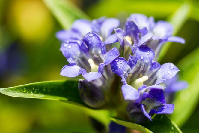 Goryczka daurska - Gentiana dahurica