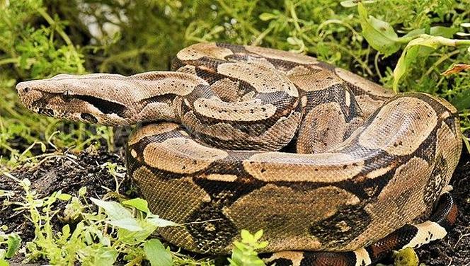 Boa