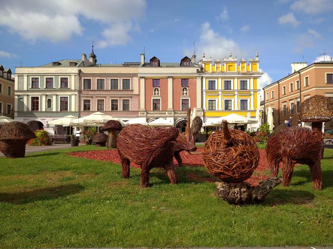 Grzybobranie lubelskie - naturalnie! Zamość 2023