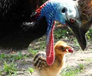  To jeden z najgroźniejszych ptaków na świecie. Pisklę wykluło się w warszawskim zoo