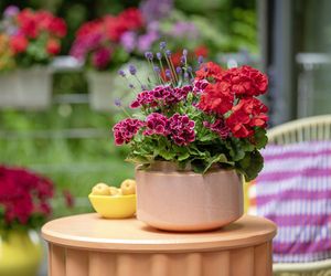Pomysłowe aranżacje z pelargoniami w roli głównej