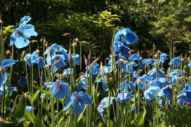 Mekonops bukwicolistny - Meconopsis betonicifolia = Meconopsis baileyi