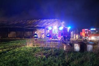 Duży pożar kurników na Podlasiu. Spłonęło 20. tys. sztuk drobiu