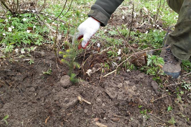 Trwa Tydzień dla Sekuły. Pomóż leśnikom sprzątnąć las i zasadź drzewo